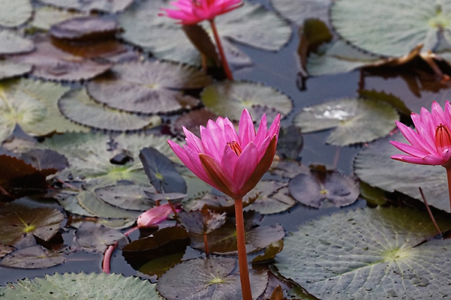 Faune et flore-005